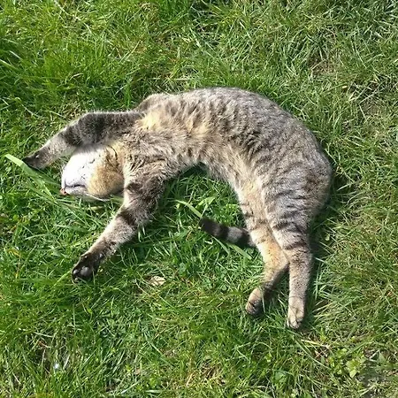Vakantiehuis Cascina Baracico, Circondati Dalla Natura Rocca Grimalda